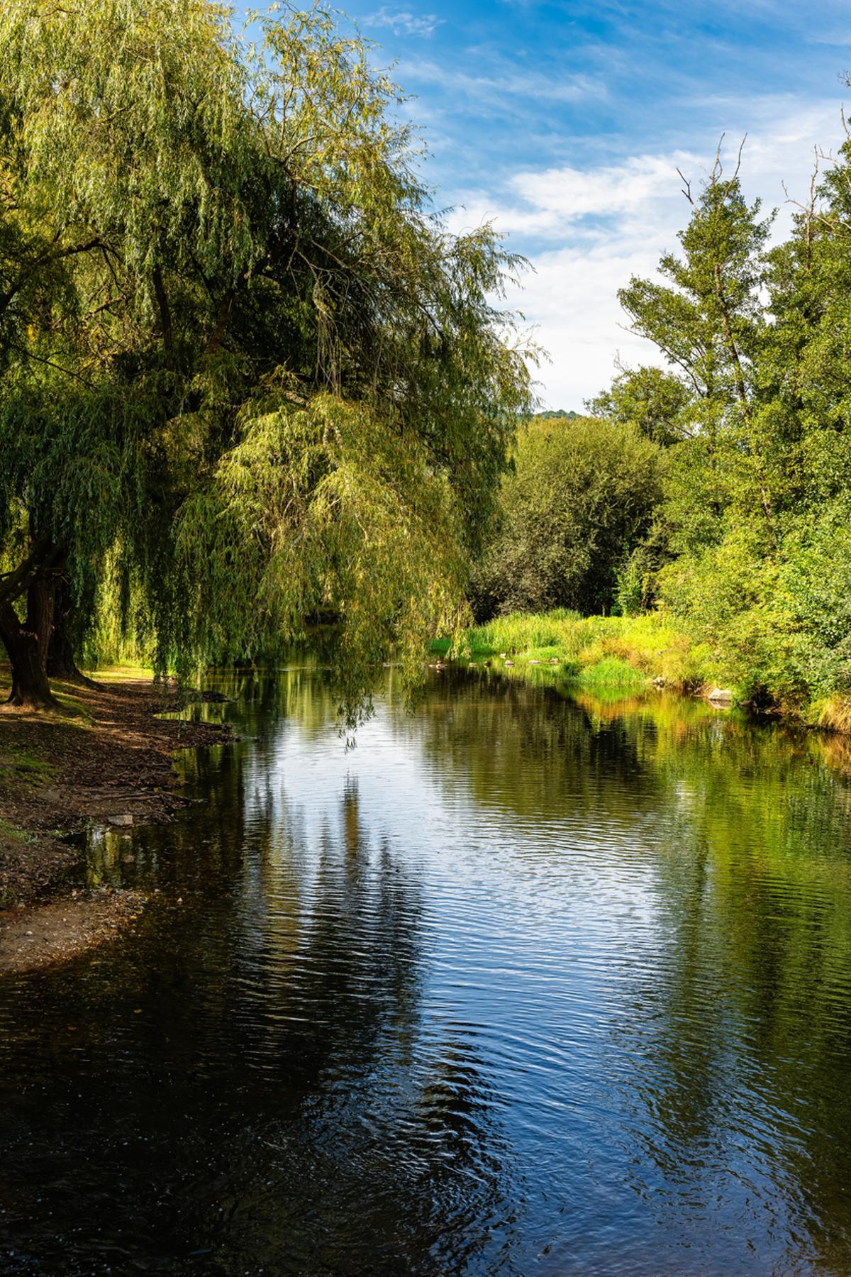 Paisaje de sauces junto al río Arnoia en el pueblo de Allariz, Orense