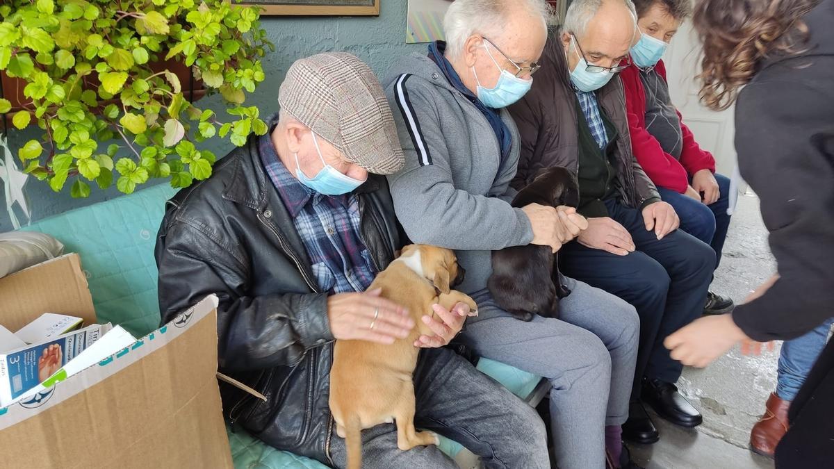 Los mayores interactuaron con los perros de la protectora.