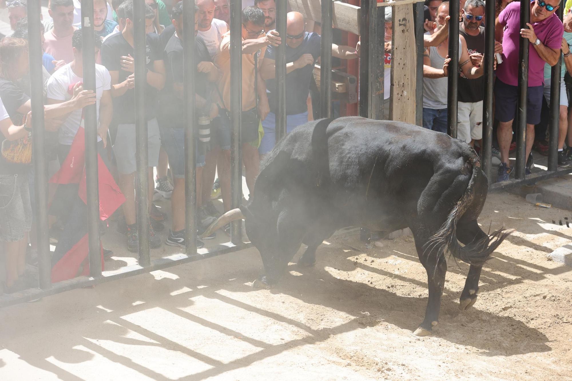 Encierro de cerriles en las fiestas de Sant Pere del Grau