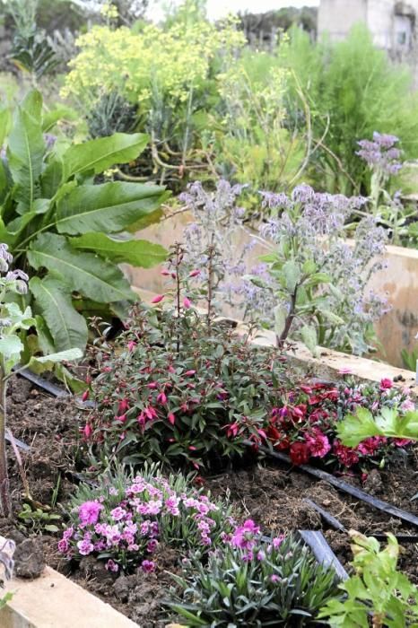 In ihrem Garten bei Sencelles züchtet Heide Göbel wilde Kräuter, Gemüse sowie Zierpflanzen mit Blüten, die nicht nur essbar sind, sondern richtig gut schmecken.