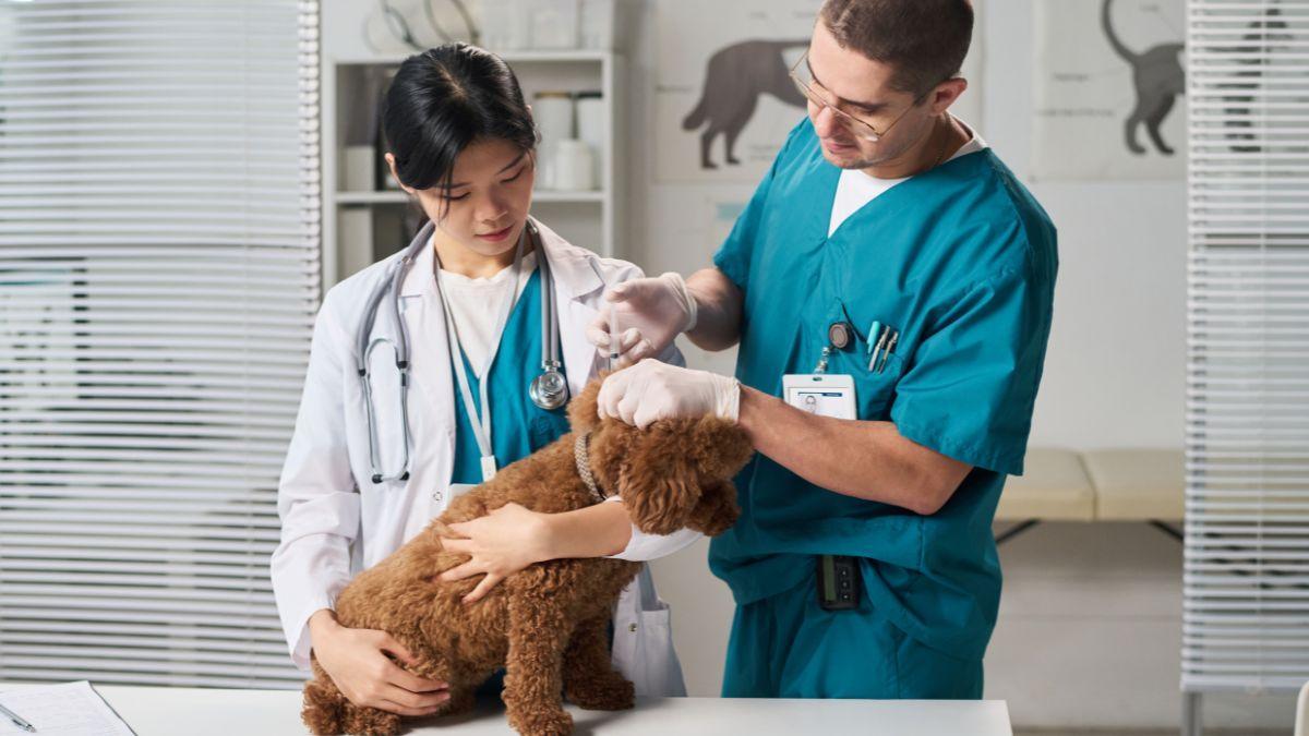 La Ley de Bienestar Animal es clara: estos son los únicos casos en los que se puede practicar la eutanasia a un perro o un gato