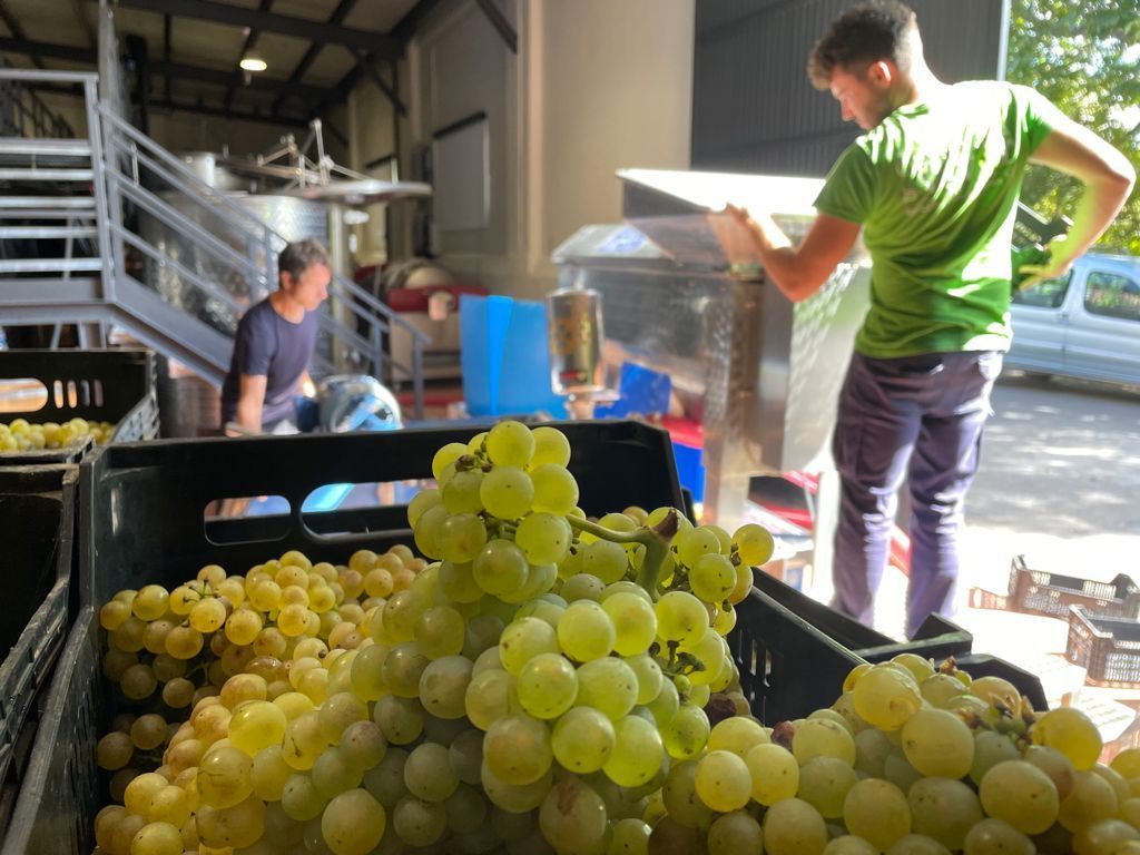 Imagen de la entrada en bodega de la uva para el inicio de la elaboración.