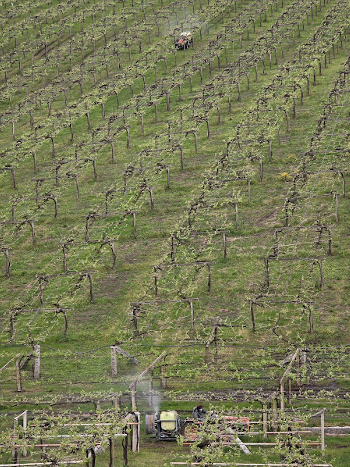 Aplicación de tratamientos antimildiu en viñedos de la DO Rías Baixas.