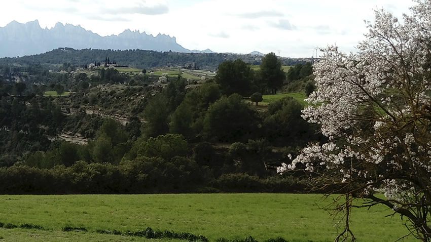 Paisatge. Vista general de la muntanya de Montserrat i, en primer pla, la verdor dels camps i els ametllers florits.
