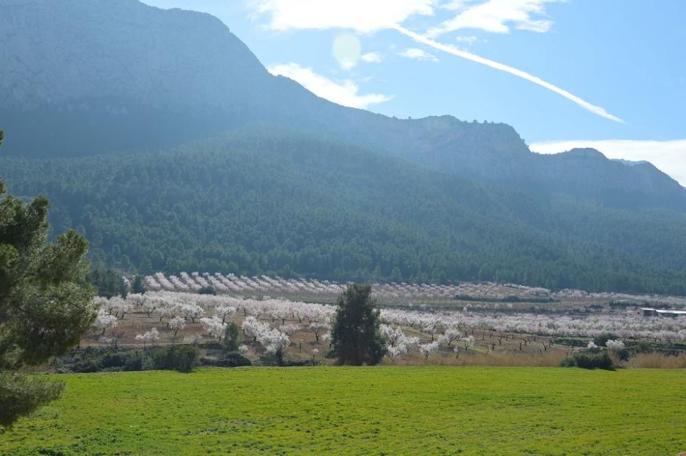 Y llegó la Floración, un manto de colores