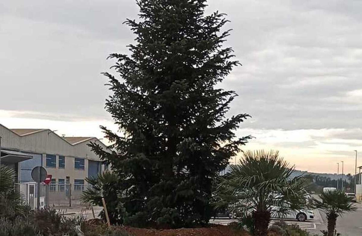 Abeto en la rotonda de Mas del Jutge.