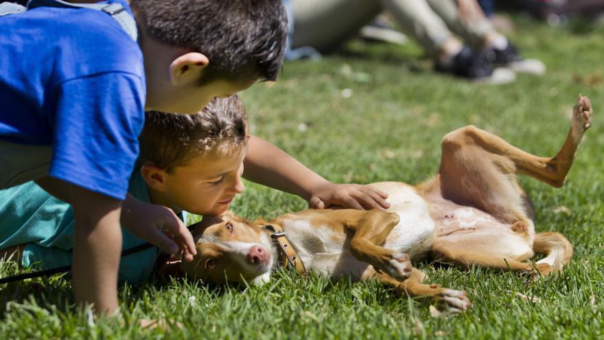 Qué hacer hoy en València: gymkana familiar gratuita y talleres de bienestar animal