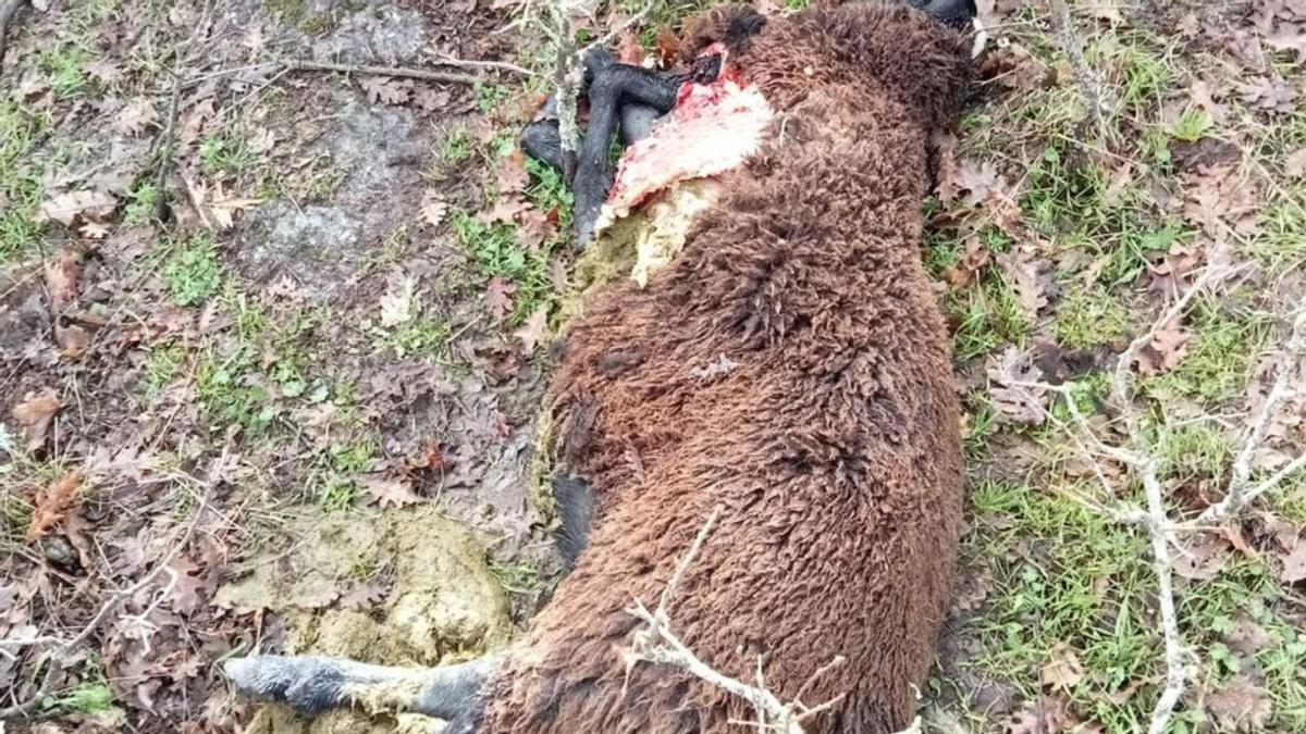 Las cuatro ovejas muertas en el ataque del lobo a una ganadería de castellana negra en Torrefrades. | V. M.