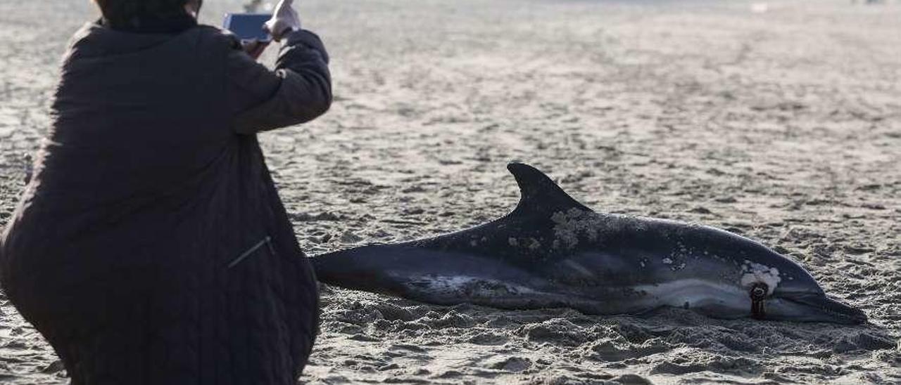 Una mujer fotografía un delfín que apareció muerto en la playa de Salinas el pasado mes de febrero.