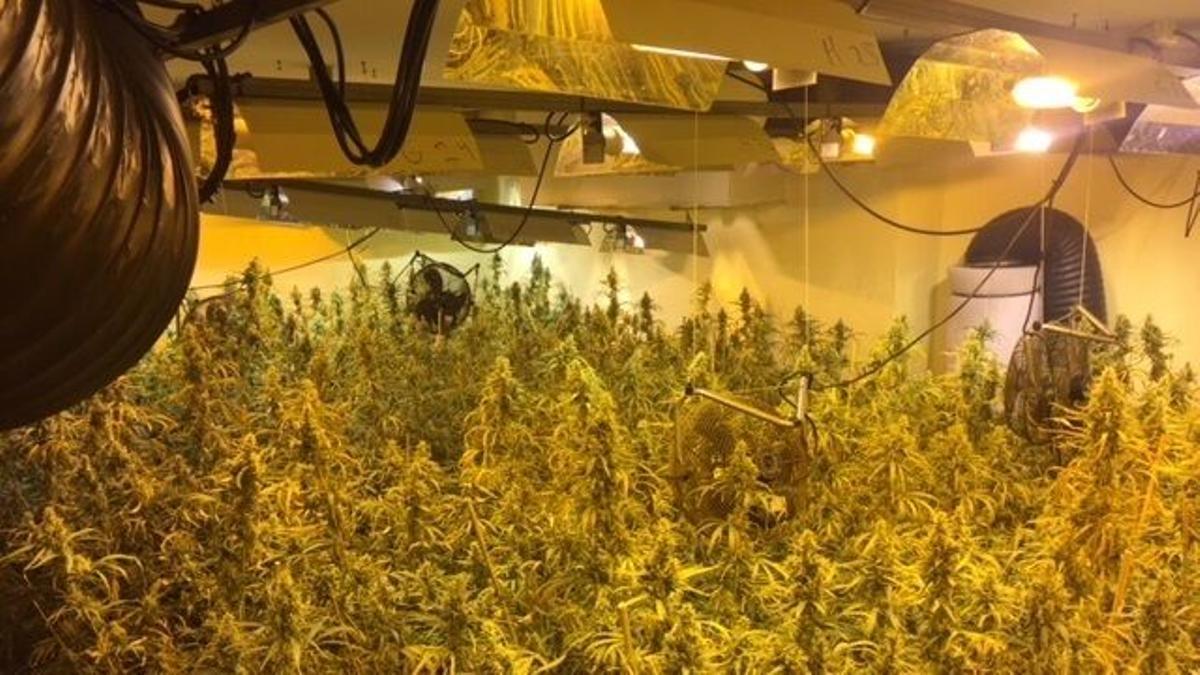 Una plantación ilegal de marihuana en Elche (Alicante).