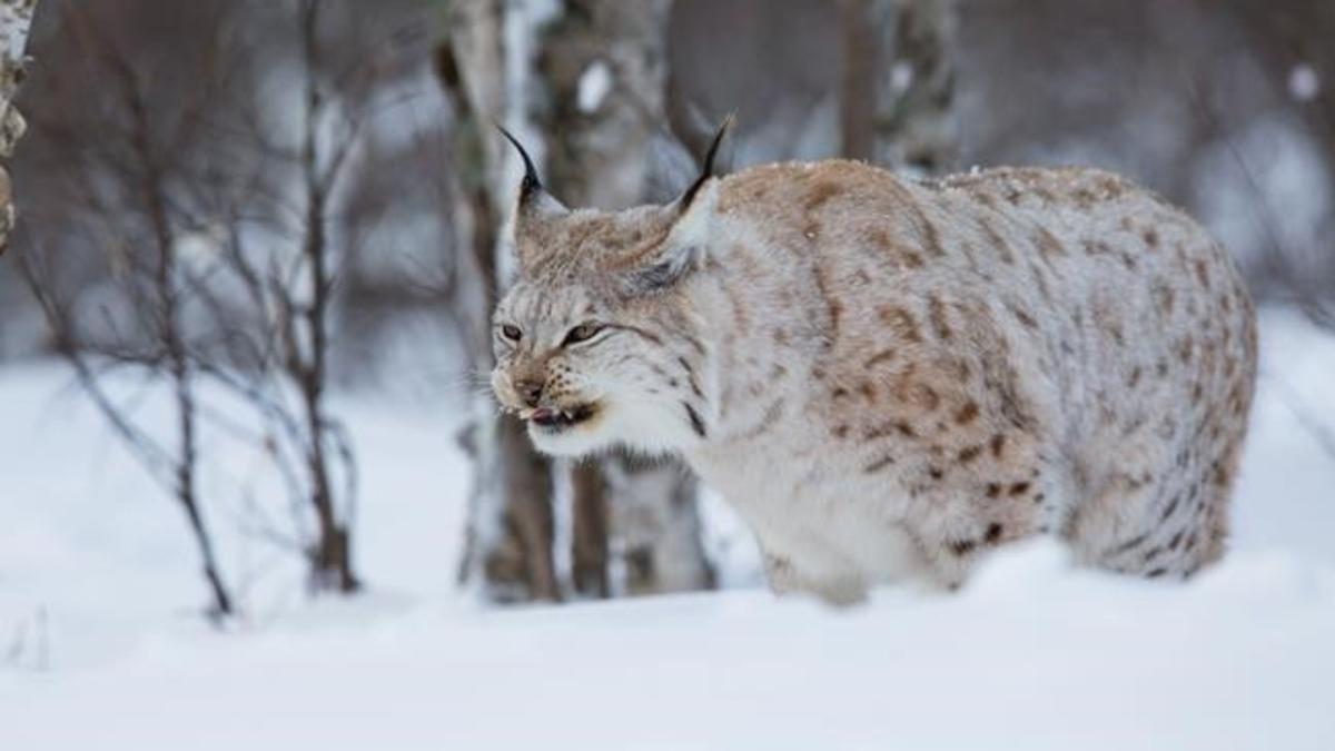 Lince Boreal