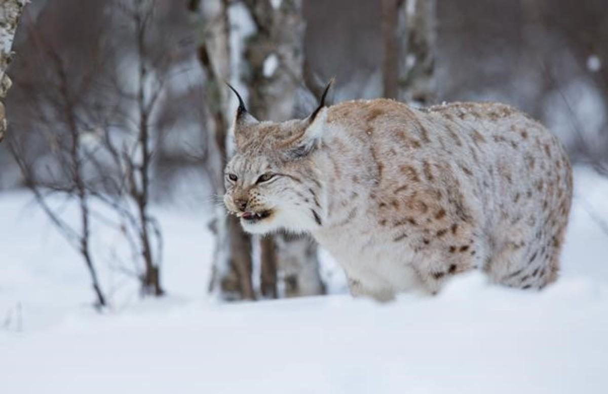 abertran33293412 lince boreal nordico lynx con el pie en la boca d160326155352 abertran33293412 lince boreal nordico lynx con el pie en la boca d160326155352
