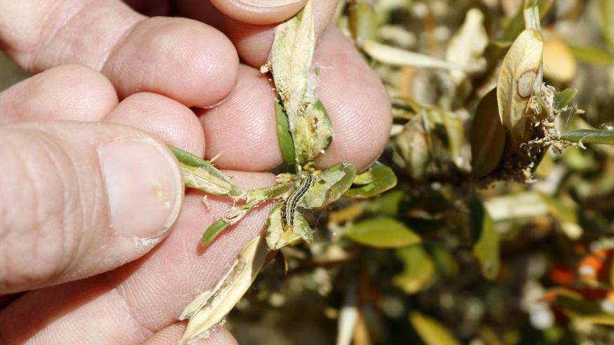 Detall d&#039;una eruga que ha utilitzat les fulles del boix per protegir-se del fred durant la hivernació