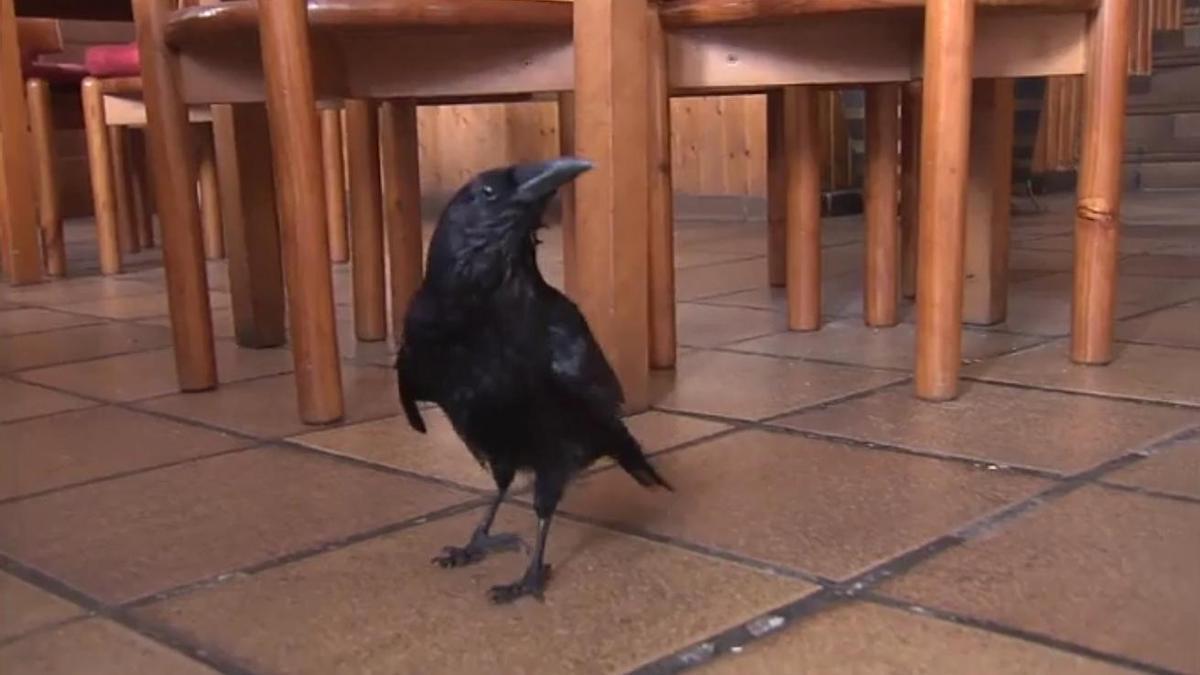 Un restaurante de Posada de Llanes lleva 26 años recibiendo la visita de una corneja para desayunar