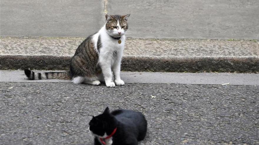 PortCastelló controlará a los gatos