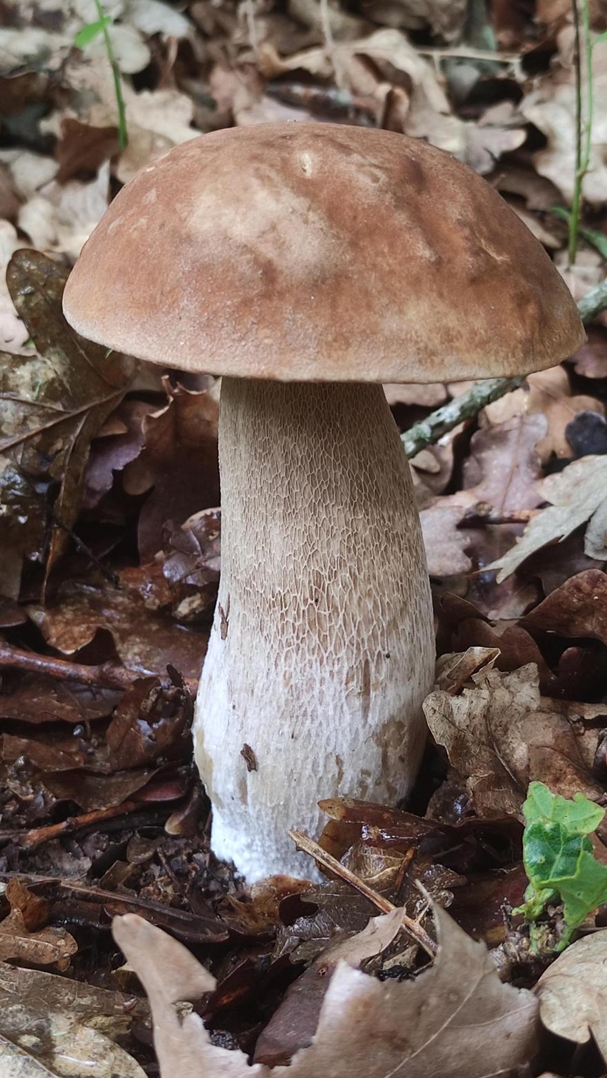 Ejemplar de &quot;Boletus reticulatus&quot;.