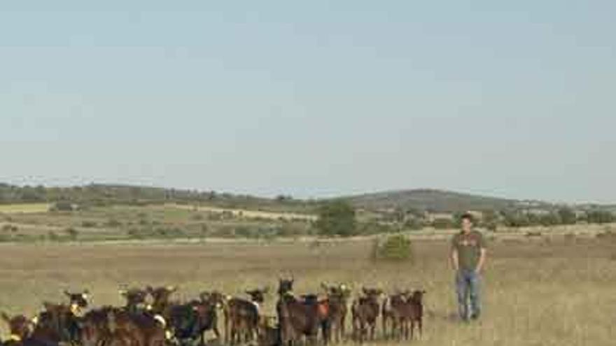 Un ganadero de Fonfría pastorea un rebaño de cabras.