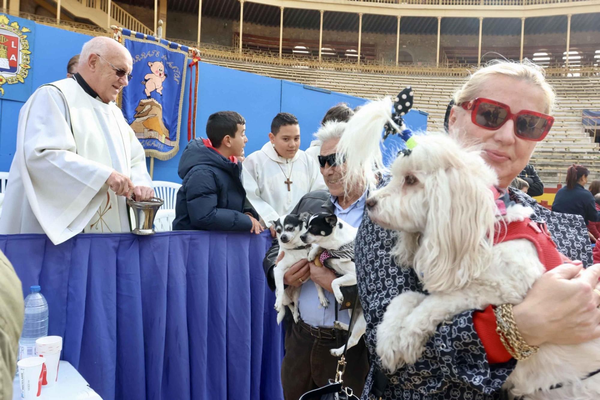 El Porrate de San Antón de Alicante culmina con la bendición de animales y llena de vida la Plaza de Toros