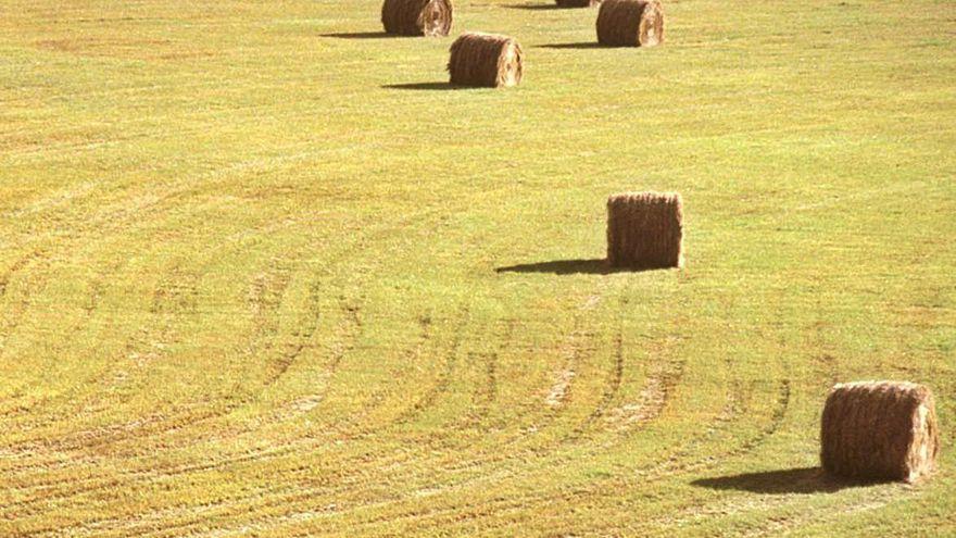 Campos de paja.