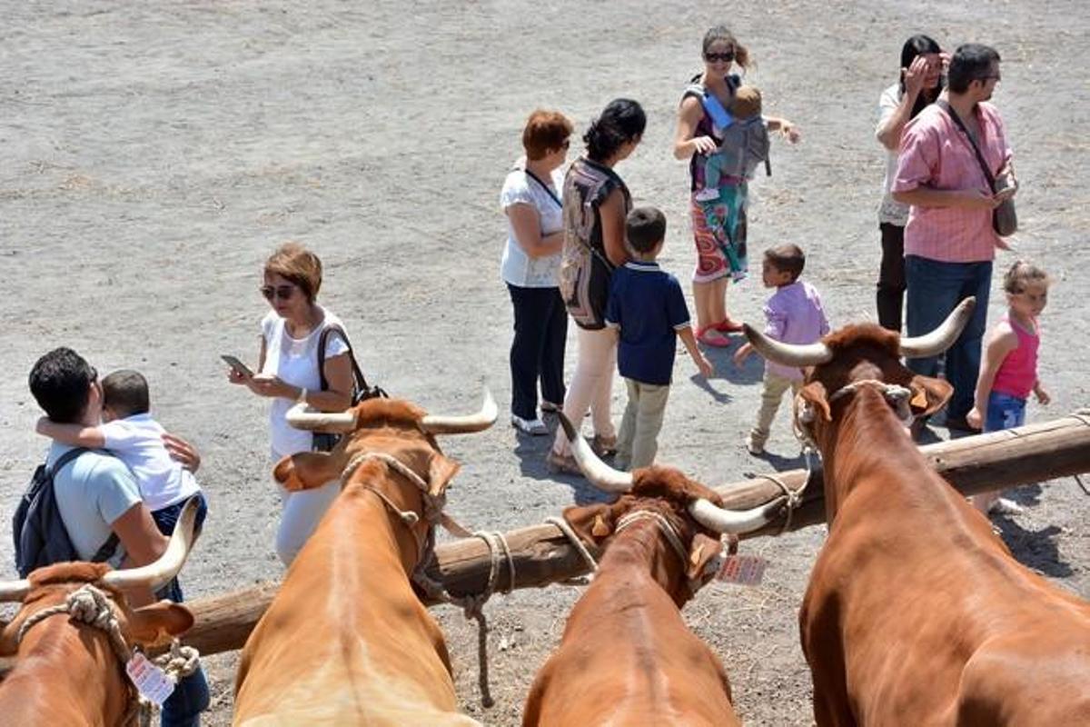 FIESTAS DE SAN PEDRO INGENIO FIESTAS DE SAN PEDRO INGENIO