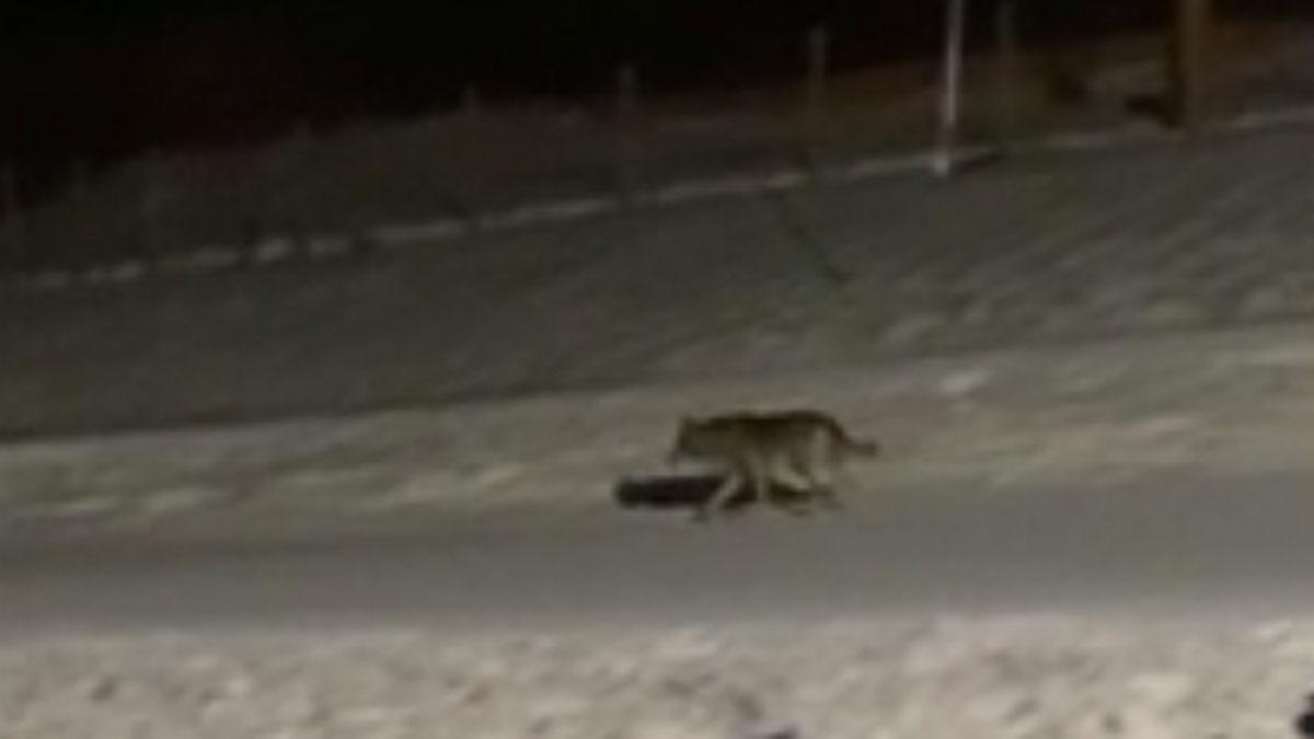 Un lobo se pasea por las pistas de esquí nevadas de Núria