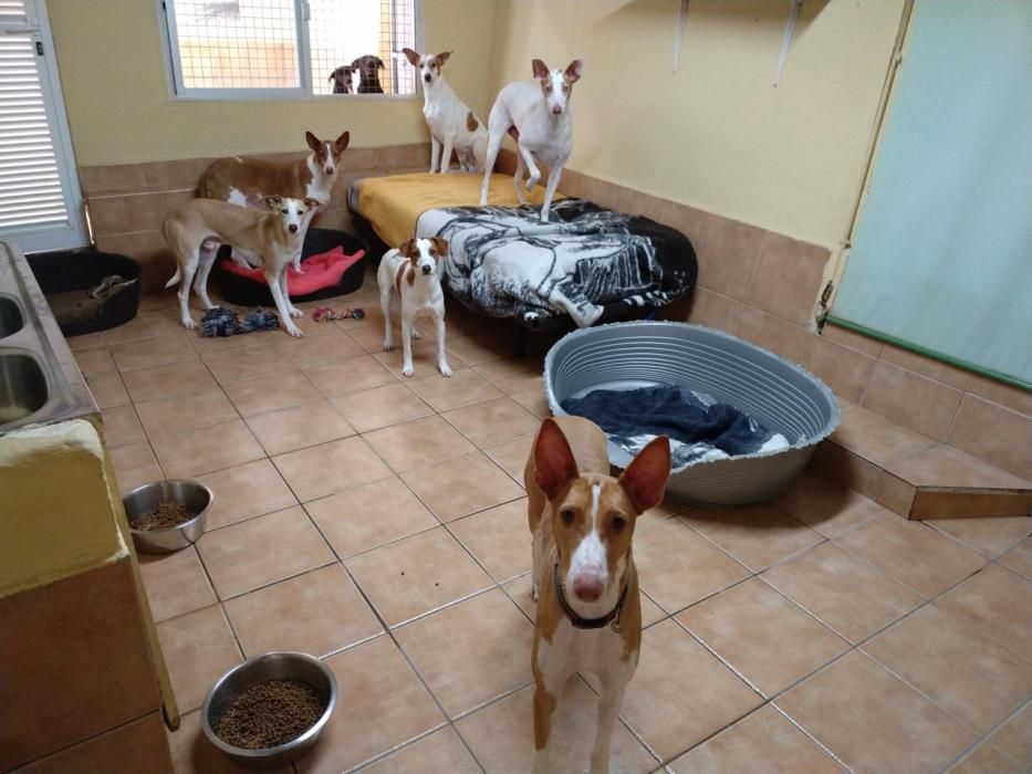 Hunde Katzen Mallorca Andratx