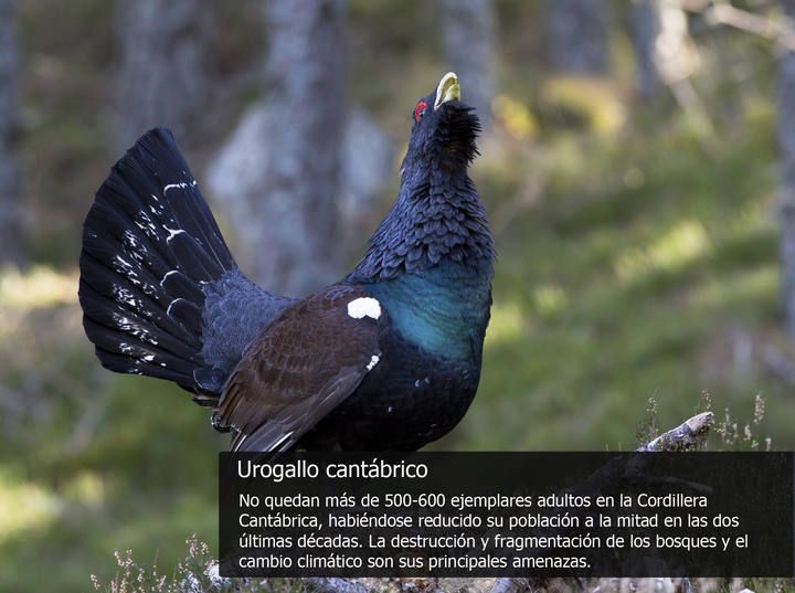 Las especies más amenazadas de la fauna española