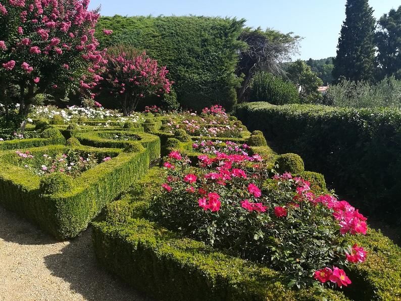 Rosa "Castell d'Alaquàs" en el palacio Casa Mateus de Oporto.