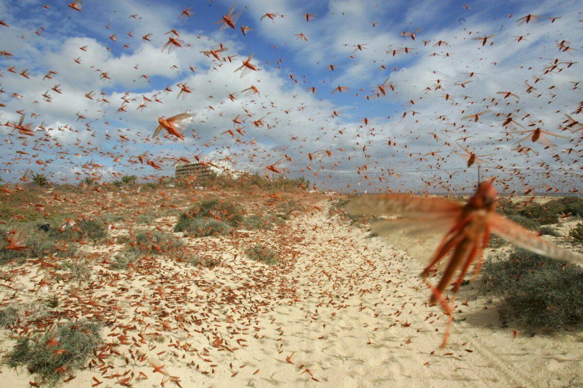 El cambio climático dispara las plagas, que ya destruyen el 40% de los cultivos