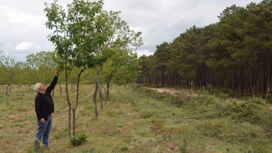 Castaños mirandeses, a la izquierda del cortafuegos, y alistanos a la derecha. Un hombre inspecciona los árboles .