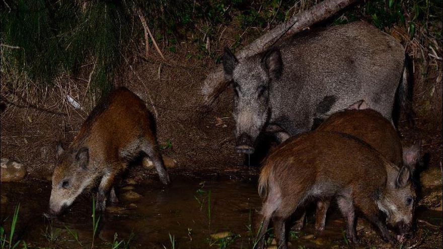 El Consorci del Millars urge mayor control de jabalís para evitar daños