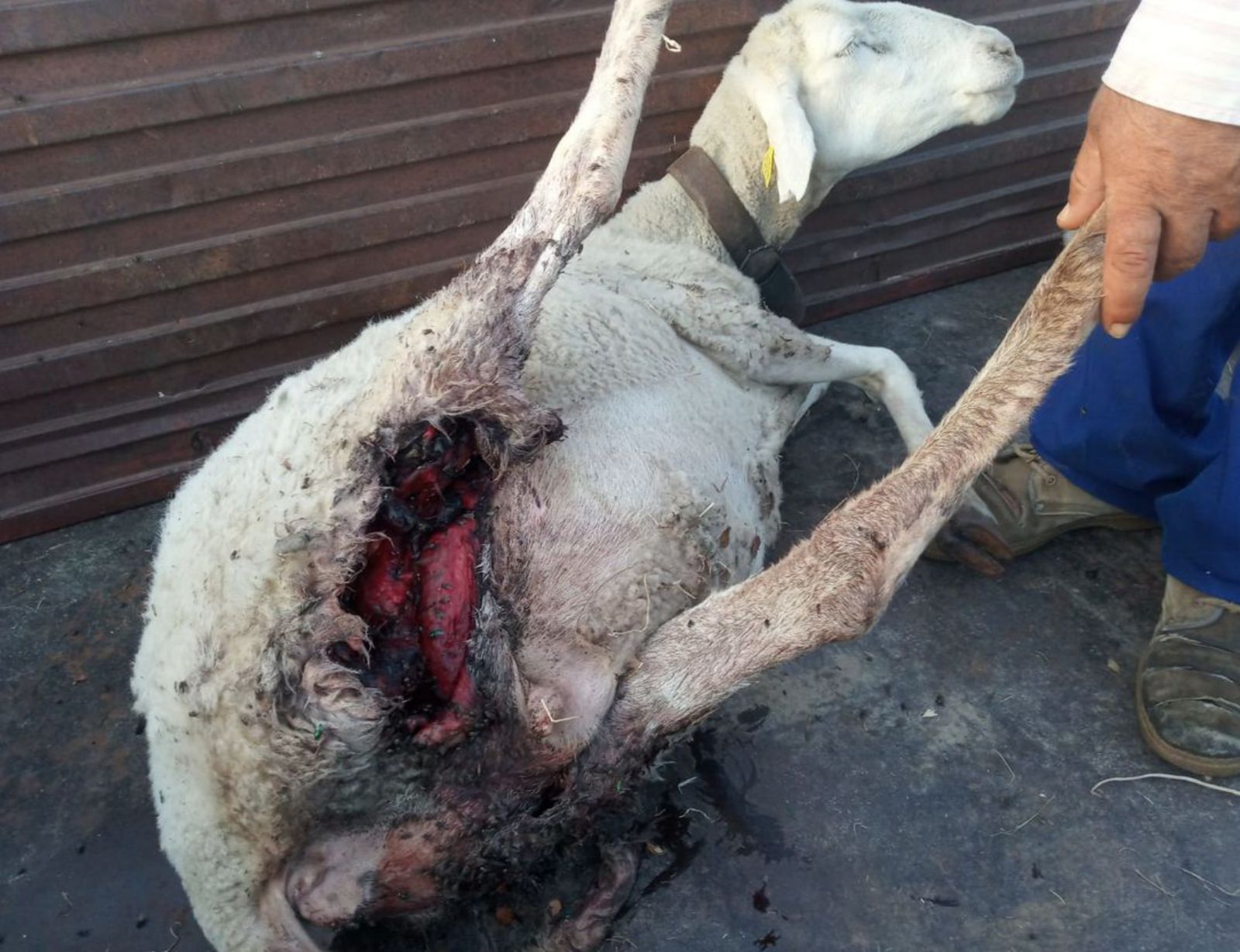 Los lobos matan una veintena de ovejas y dejan seis heridas en una ganadería de Roelos