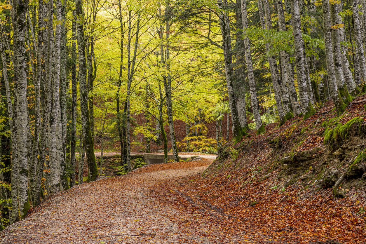 Los bosques del valle de Aezkoa donde se esconden seres mitológicos