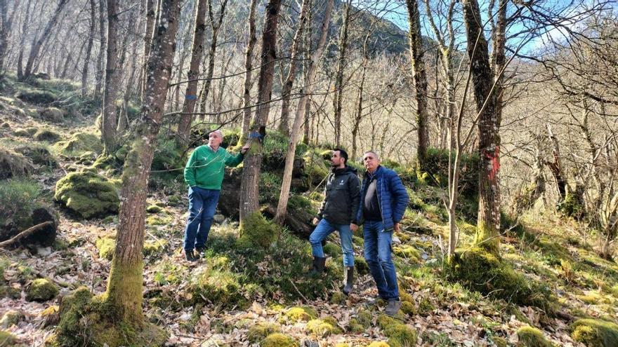 Curar el bosque en una reserva de la Biosfera de Asturias: 200.000 euros para sanear la arboleda autóctona de Bezanes, en el parque de Redes