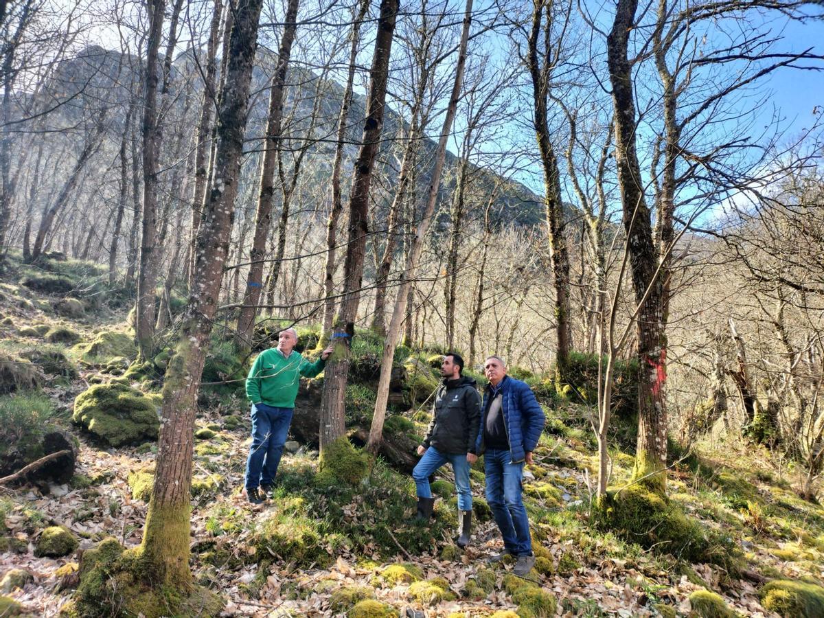 Visita a la zona donde se desarrollan trabajos para sanear el bosque en Bezanes.