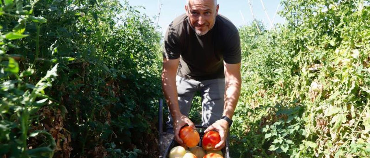 Antonio Carmona recoge los tomates de su explotación en la zona de Alcolea.