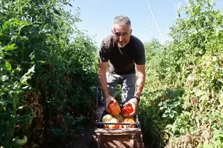 Alcolea, tierra de tomates