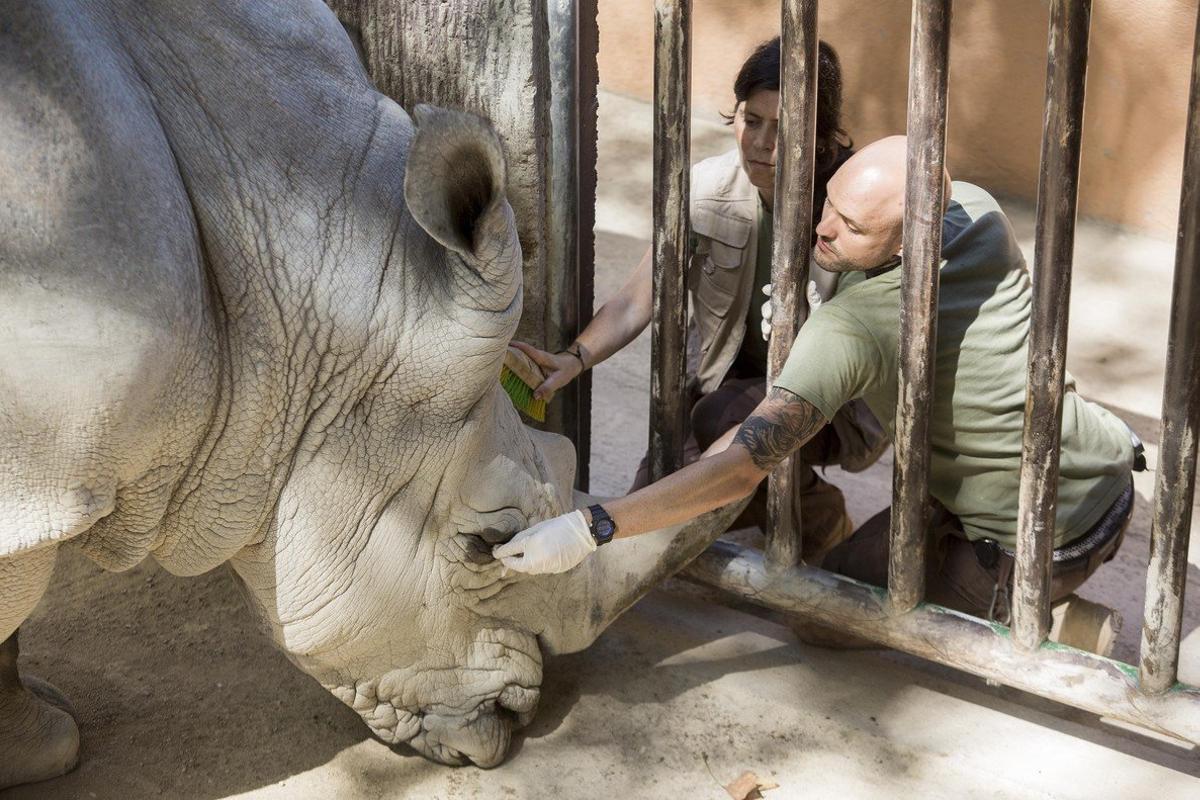 Jaula de rinoceronte en el Zoo de Barcelona.