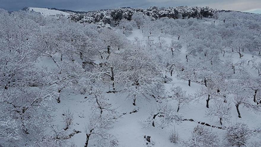 Las últimas nevadas en la provincia apenas han causado daños en la agricultura.
