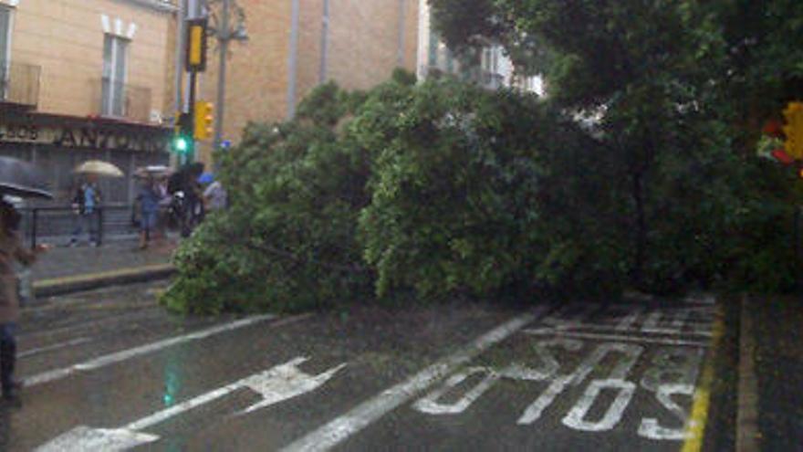 Imagen del ficus caído en la Alameda Principal.