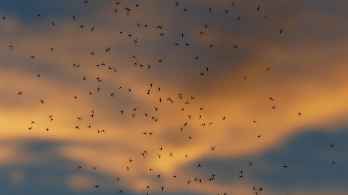 Hay formas de acabar con el mosquito de tu dormitorio.