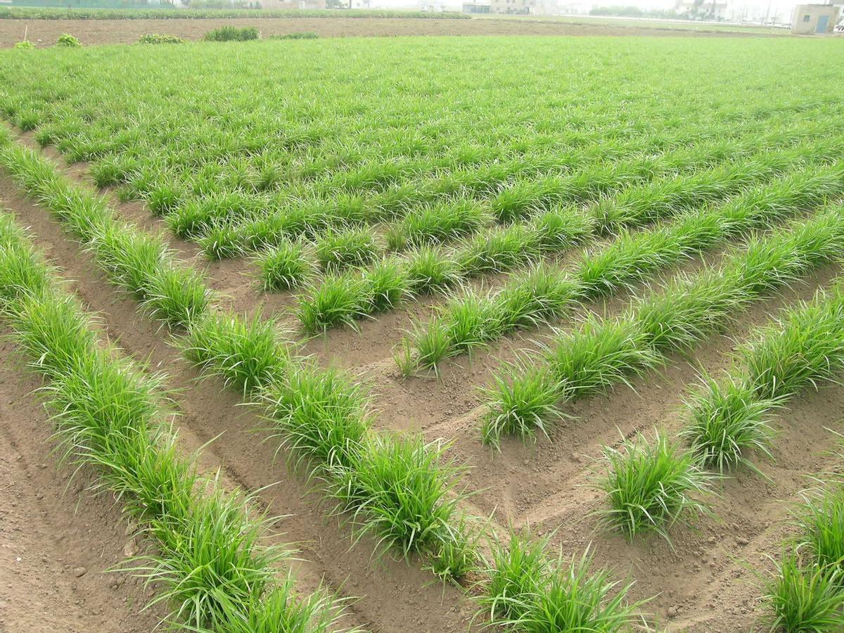 Campo de chufas en l'Horta de Valencia