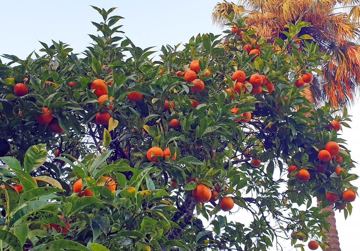 El mayor espectáculo del invierno florece en Castrelos