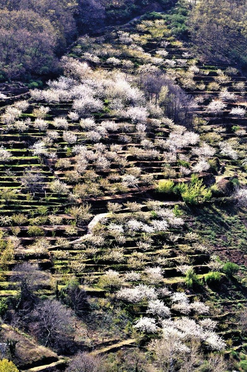 Valle de El Jerte (Cáceres)