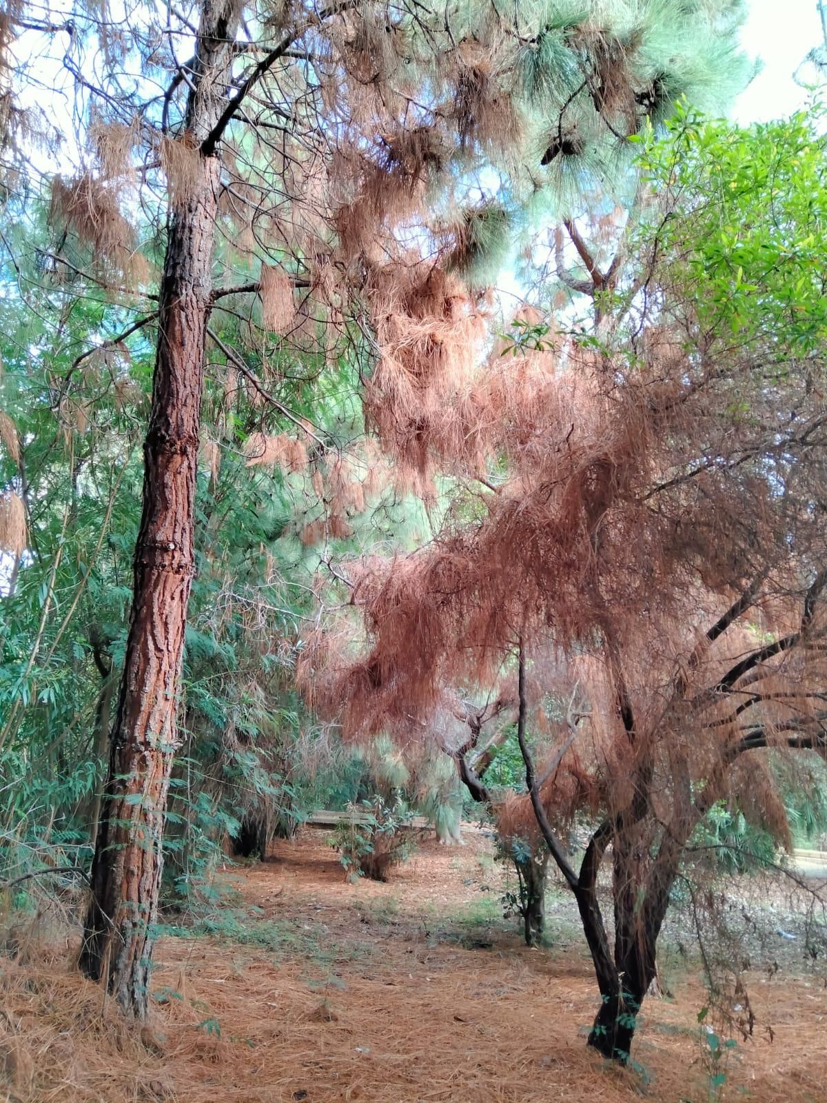 Aspecto de algunos pinos que están sin talar