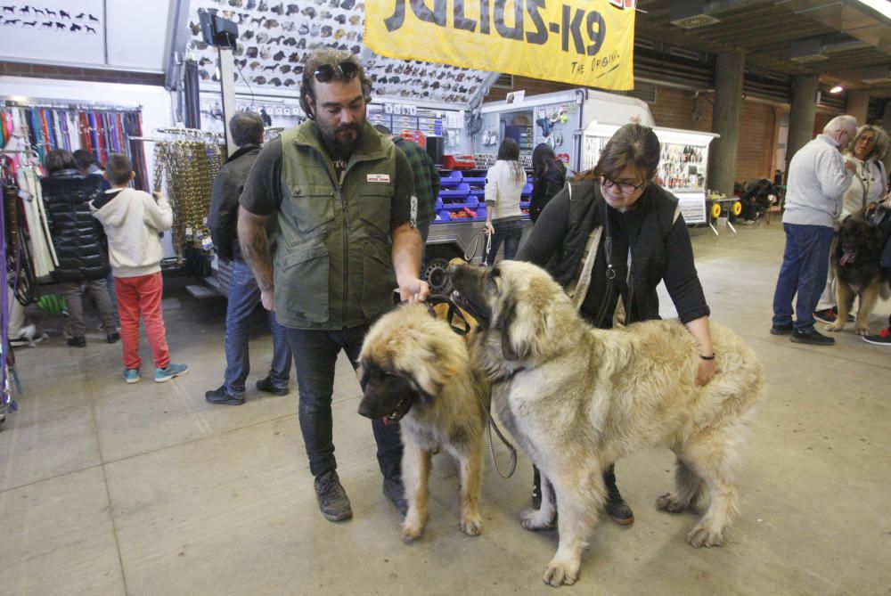 Expocanina 2018