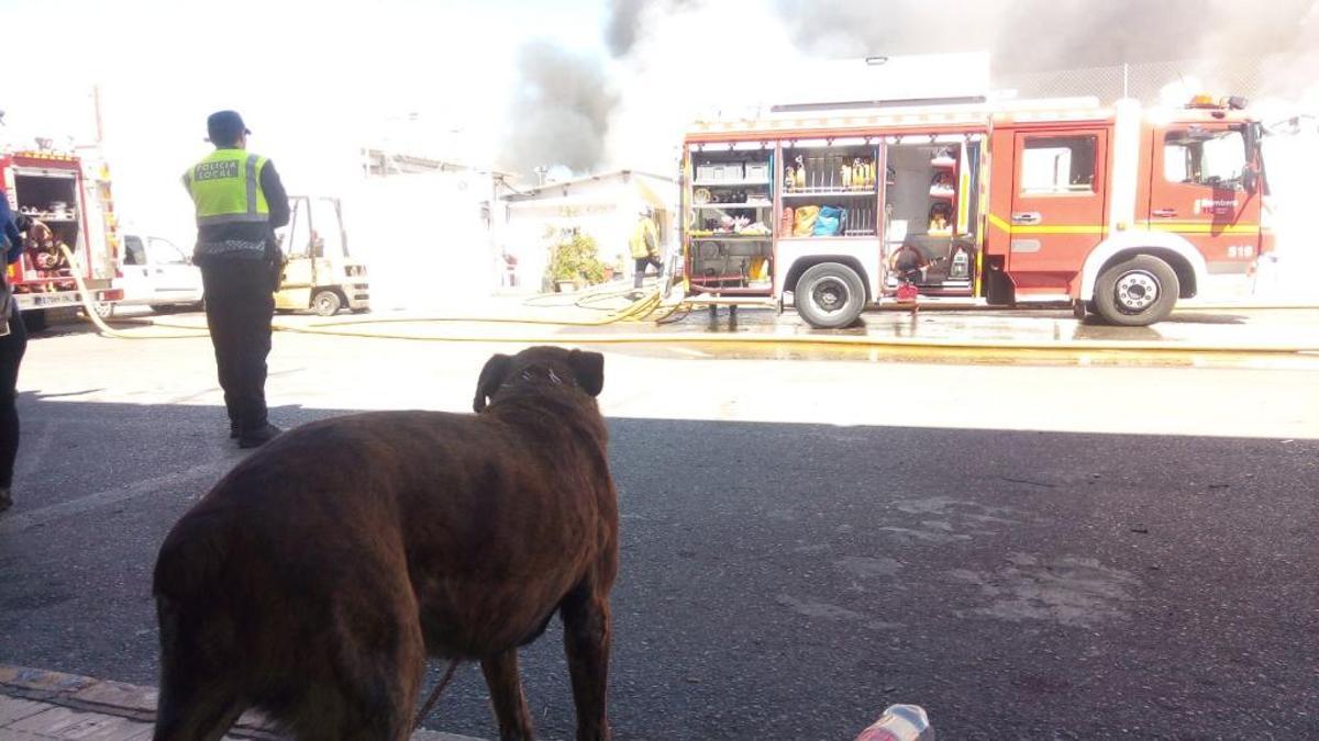 La historia de Tyson: el perro que también se salvó de las llamas en Elche