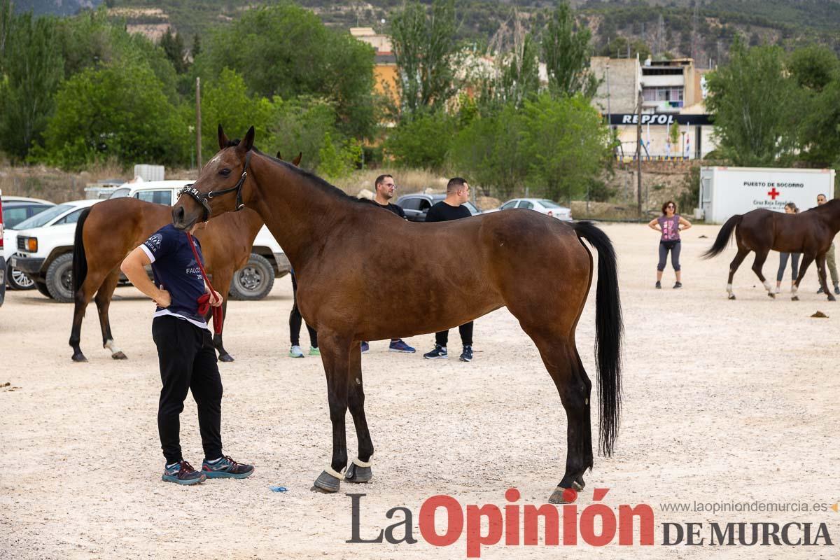 Control veterinario de los Caballos del Vino en Caravaca