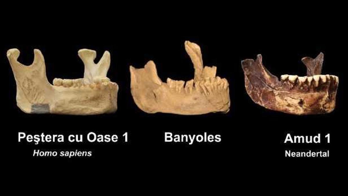 La mandíbula de Banyoles va pertànyer al primer sapiens d'Europa