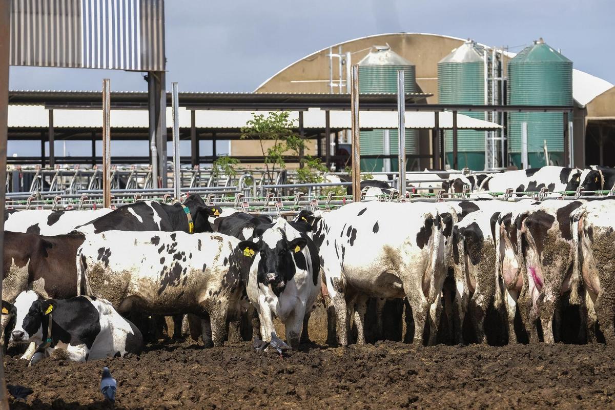 Explotación de Leche Sandra, en la granja El Parador de la Vacas, ubicada en Agüimes.